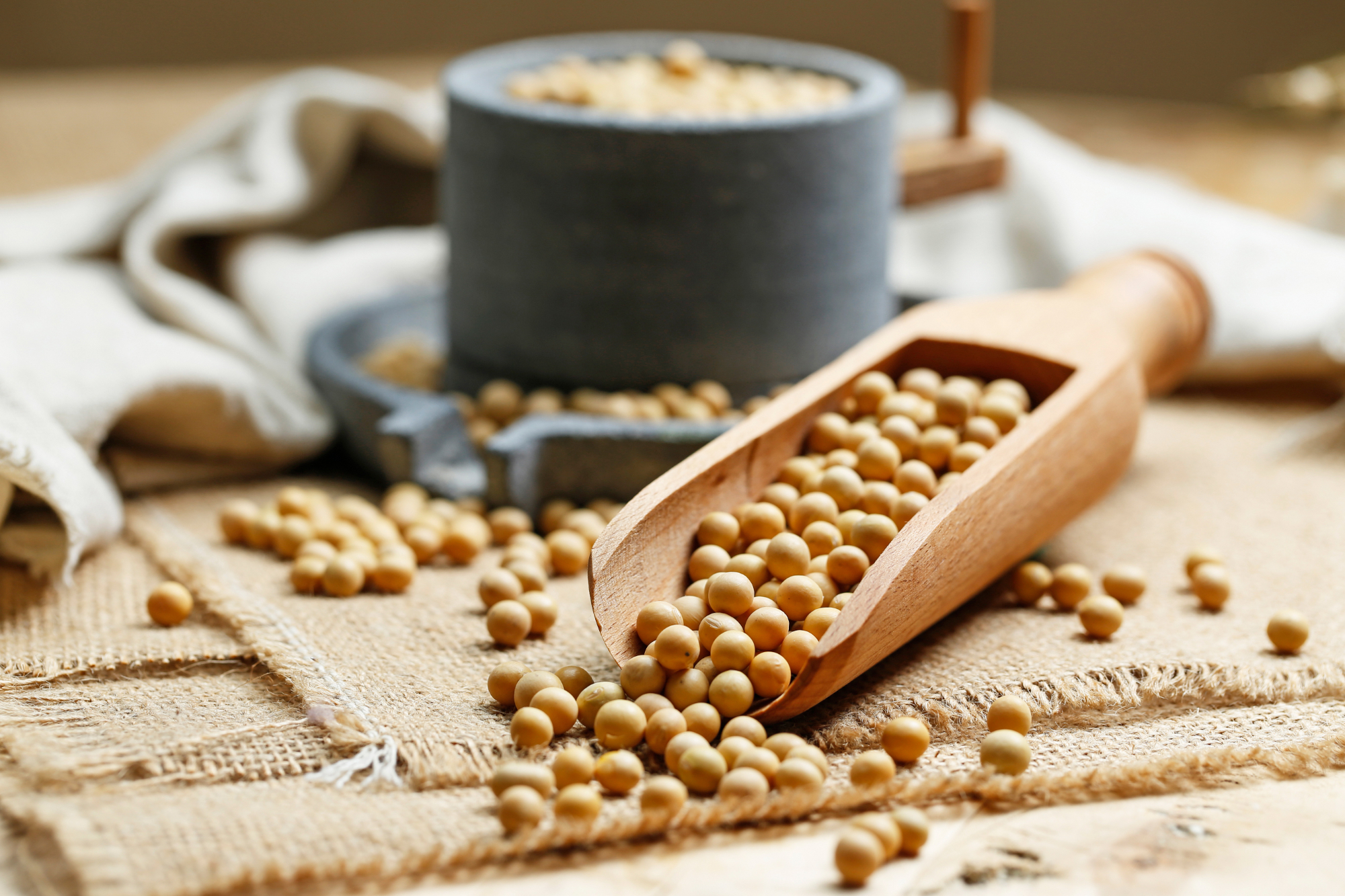 Soy Protein May Protect Against Heart Failure by Supporting Gut Health