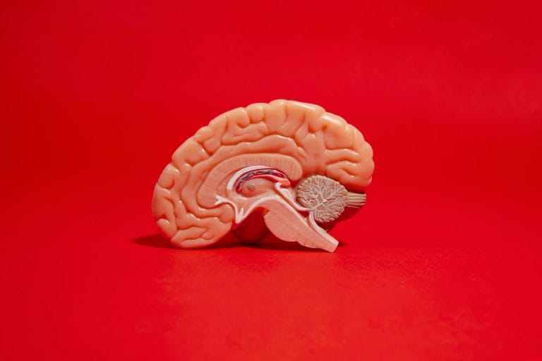 How the Brain Decides When to Eat or Drink: Amygdala Neurons Hold the Key