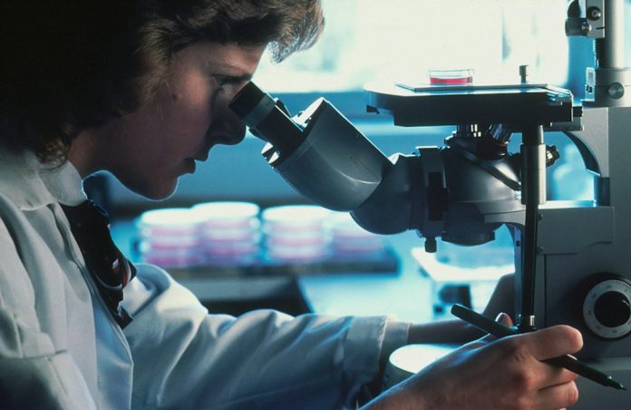 Scientist examining cell cultures through a microscope in a research laboratory