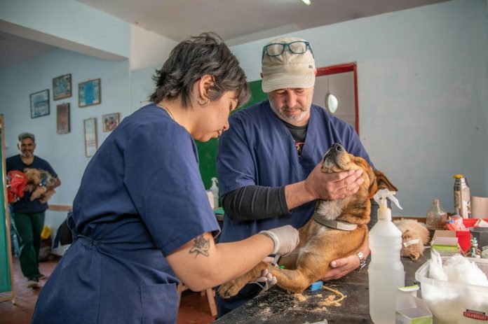 Veterinary professional caring for a dog as part of One Health